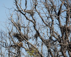 Phalacrocorax varius