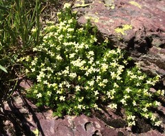 Galium pyrenaicum