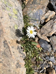 Aster takasagomontanus