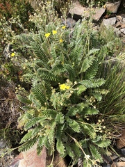 Argentina tugitakensis