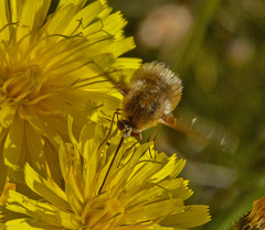 Bombylius minor