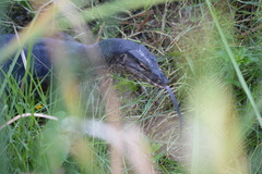 Varanus salvator