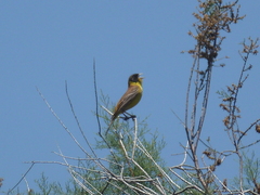 Emberiza melanocephala