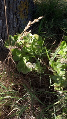 Hylotelephium maximum