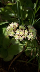 Hylotelephium maximum