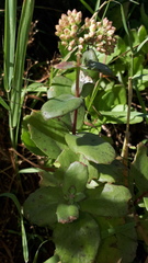 Hylotelephium maximum