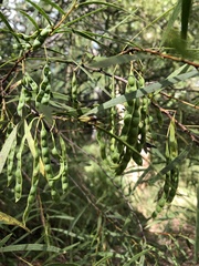 Acacia simsii