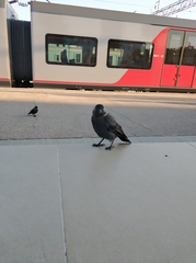 Corvus monedula