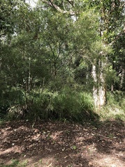 Acacia simsii