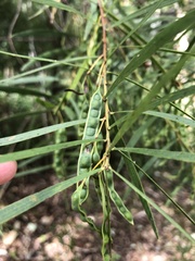 Acacia simsii