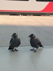 Corvus monedula