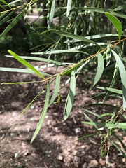 Acacia simsii