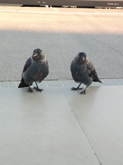 Corvus monedula