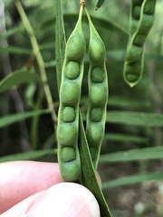 Acacia simsii