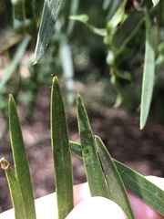Acacia simsii