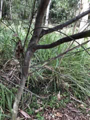 Acacia simsii