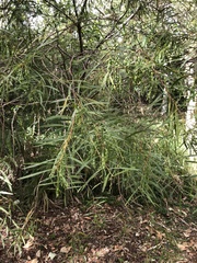 Acacia simsii