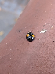 Harmonia axyridis
