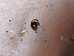 Harmonia axyridis