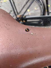 Harmonia axyridis