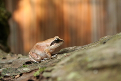 Arthroleptis stenodactylus