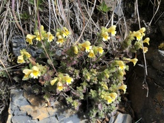 Euphrasia nankotaizanensis