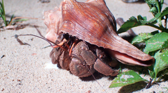 Coenobita cavipes