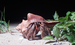 Coenobita cavipes
