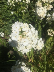 Achillea millefolium