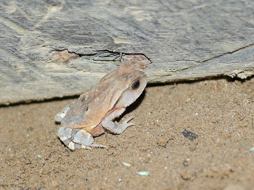 Sclerophrys superciliaris