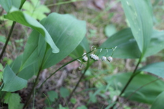 Convallaria majalis
