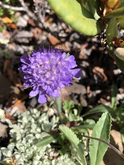 Scabiosa lacerifolia