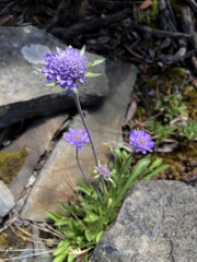 Scabiosa lacerifolia
