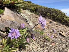 Scabiosa lacerifolia