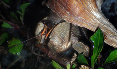 Coenobita cavipes