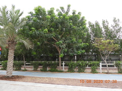 Albizia lebbeck