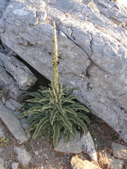 Verbascum giganteum
