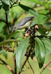 Dicaeum trigonostigma