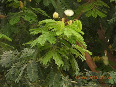 Albizia lebbeck