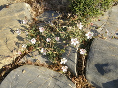 Erodium cheilanthifolium