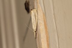 Agriphila plumbifimbriellus