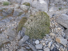 Hormathophylla spinosa