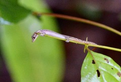 Hemiphyllodactylus typus