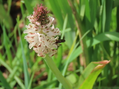 Lachenalia bachmannii