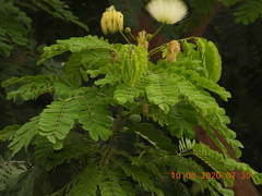Albizia lebbeck