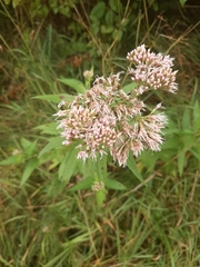 Eupatorium cannabinum