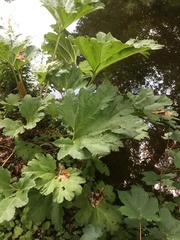 Gunnera tinctoria