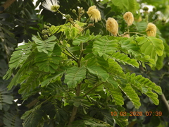 Albizia lebbeck