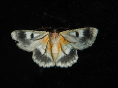Hypodoxa emiliaria