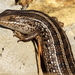 Trachylepis - Photo (c) Colin Ralston,  זכויות יוצרים חלקיות (CC BY-NC), uploaded by Colin Ralston